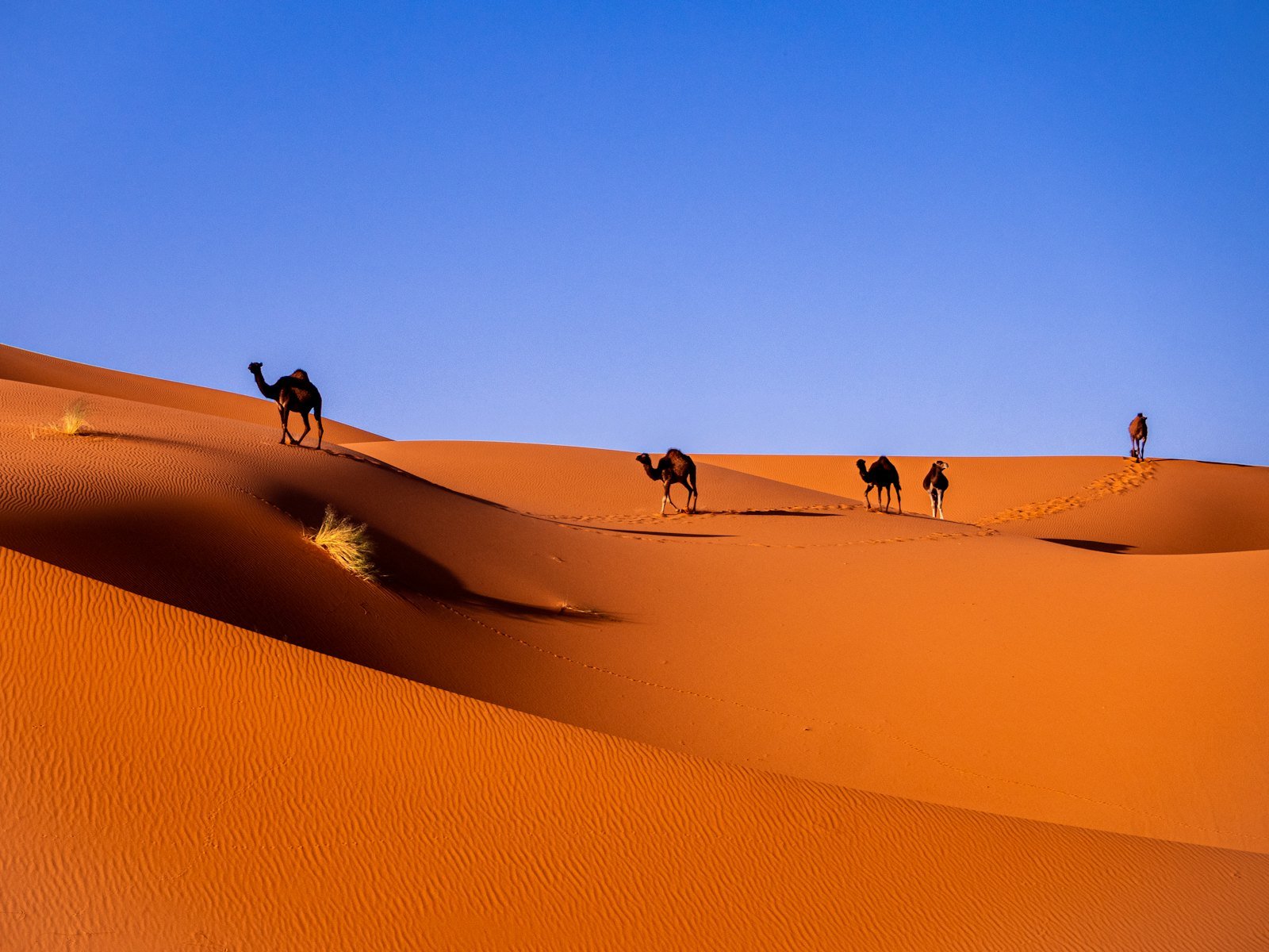 Desert landscape of southern Morocco near Nkob and the Saghro